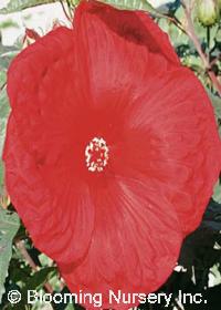 Hibiscus Cordial 'Cherry Brandy'